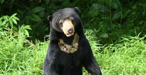 Pulang dari Kebun, Warga Tanjung Raman Ini Diserang 2 Ekor Beruang