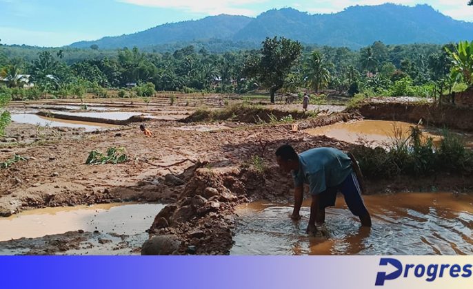 Diguyur Hujan, Sawah dan Kolam Serta Akses Jalan Desa Surau Terputus